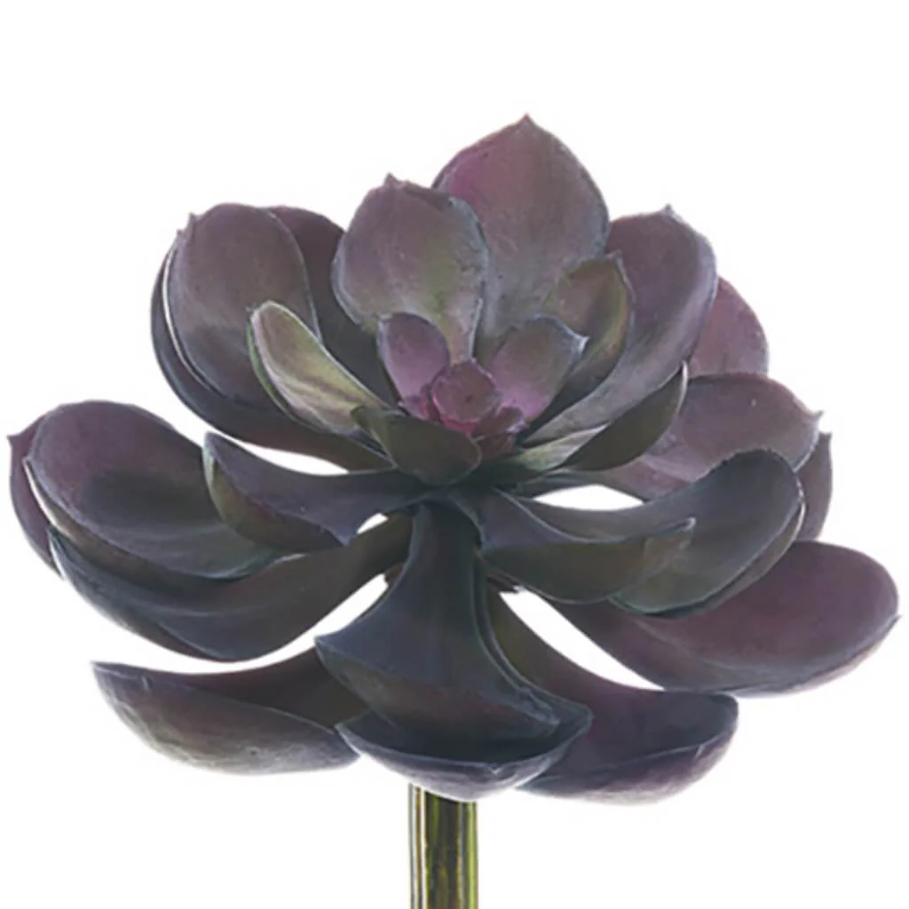SOFT ECHEVERIA PICK 5inL x 6inW
