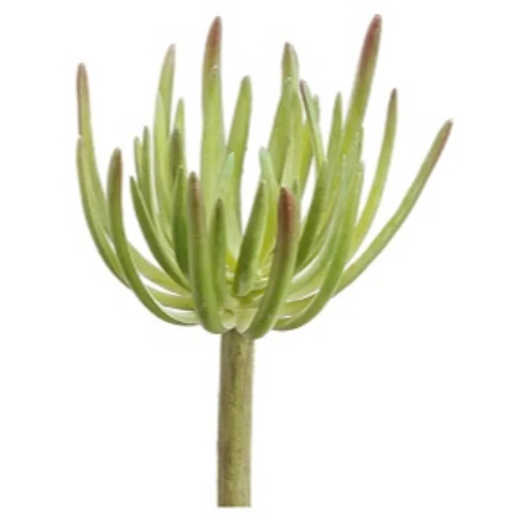 SPIKE AEONIUM PICK 8" GR
