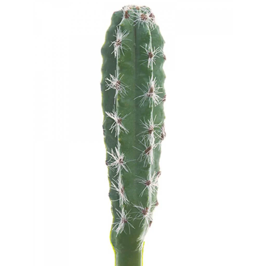 PERUVIAN CACTUS PICK 6.5in GREEN