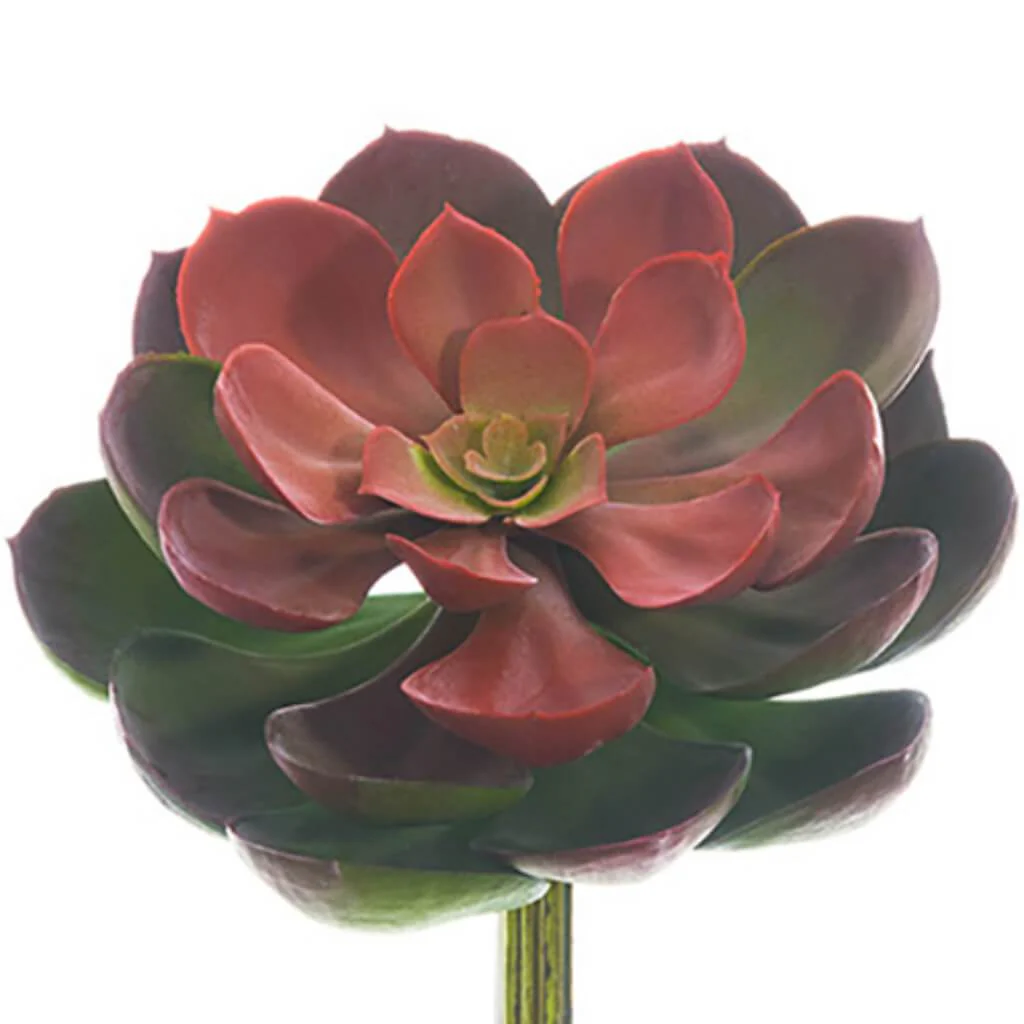 SOFT ECHEVERIA PICK 5inL x 6inW