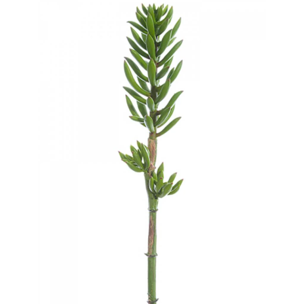 Senecio Pick 16" Gr