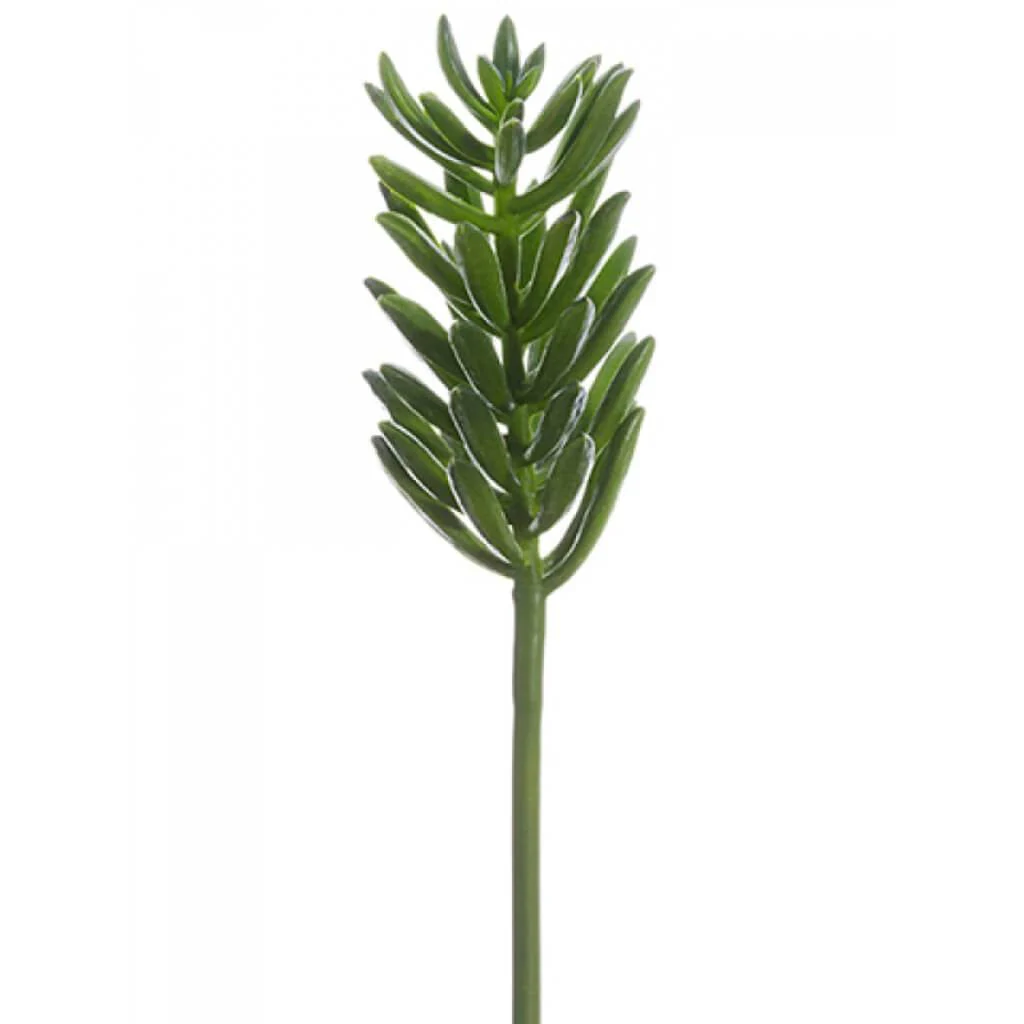 Aeonium Pick 12" Gr
