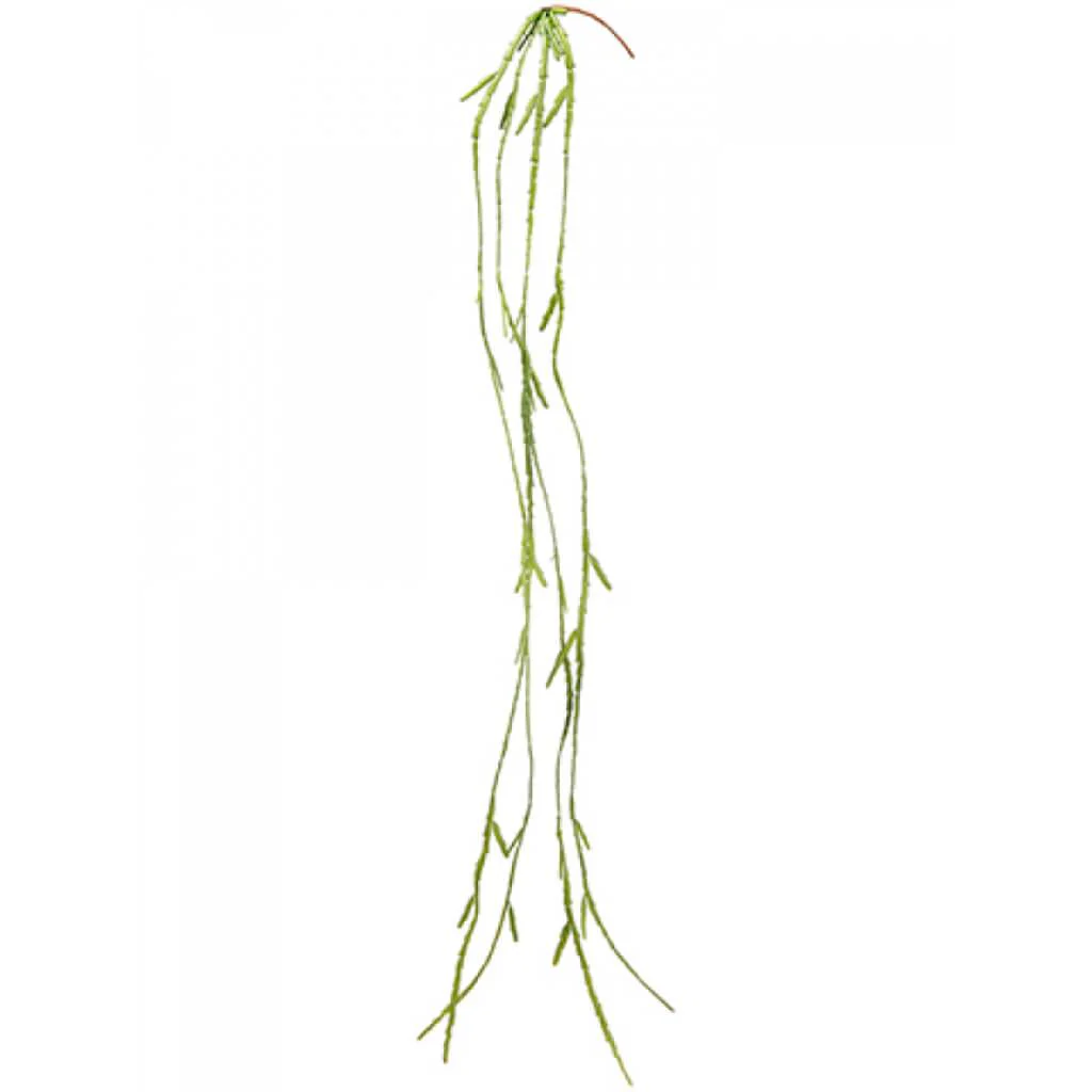 Pencil Cactus Hanging Spray 41" Green