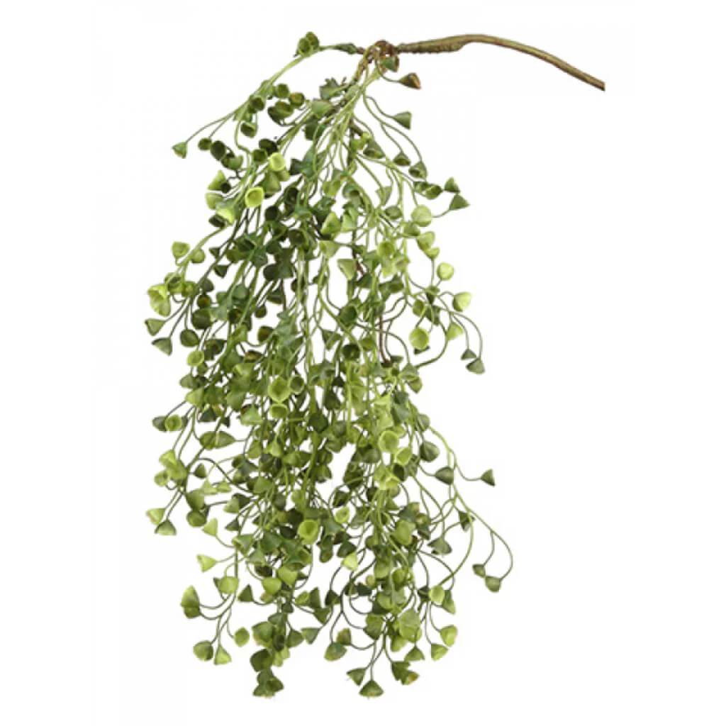 Sedum Hanging Bush 20" Gr