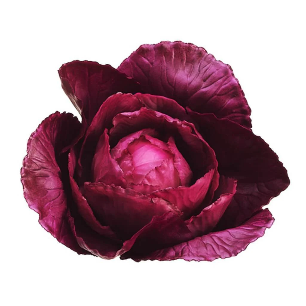 Baby Cabbage 4" Pu