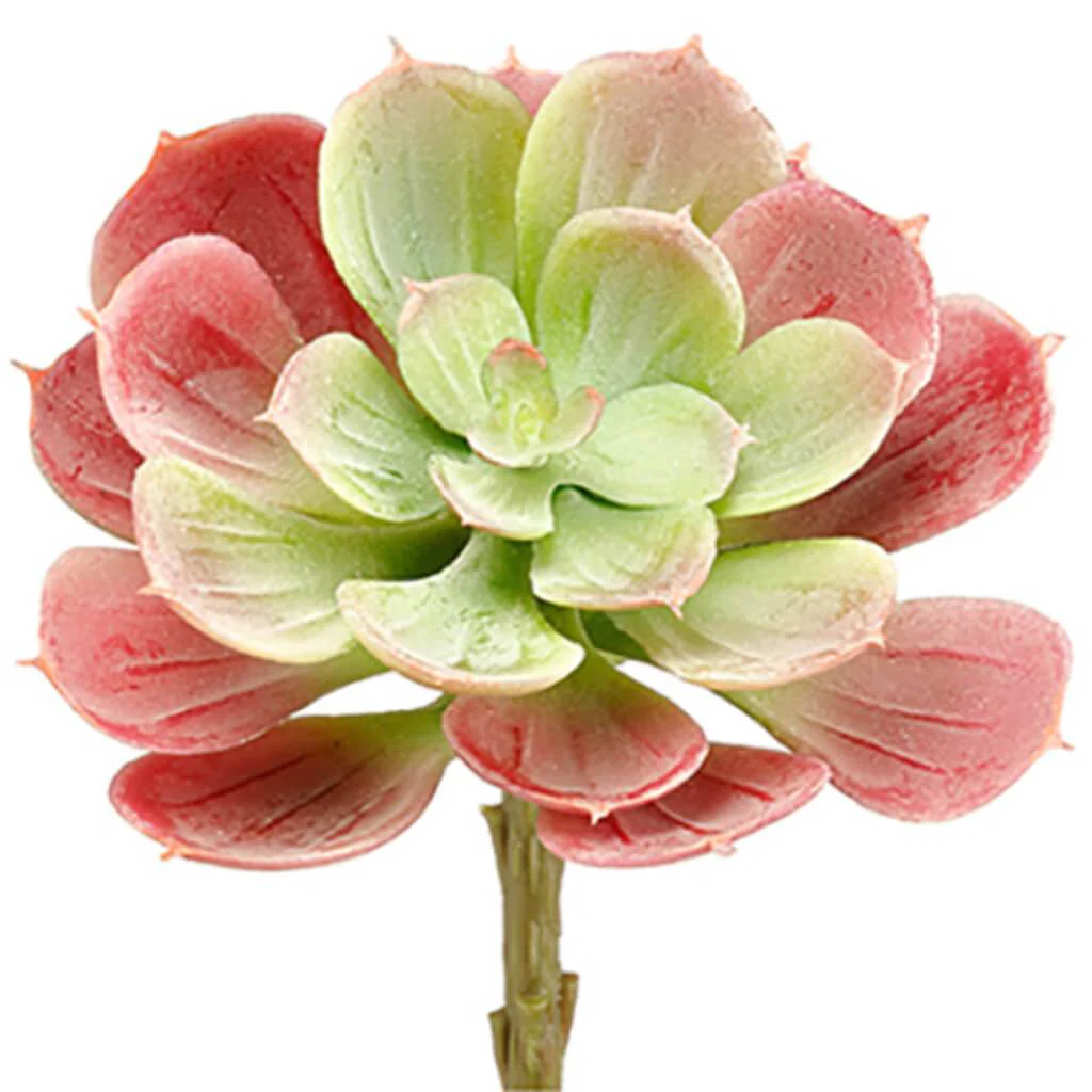 Soft Echeveria Pick 6" Gr/Bu