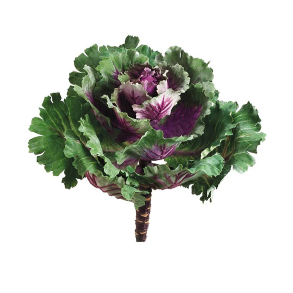 Ornamental Cabbage 11.5" Pu/Gr
