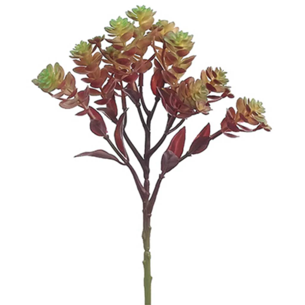 Sedum Pick 12" Bu/Gr