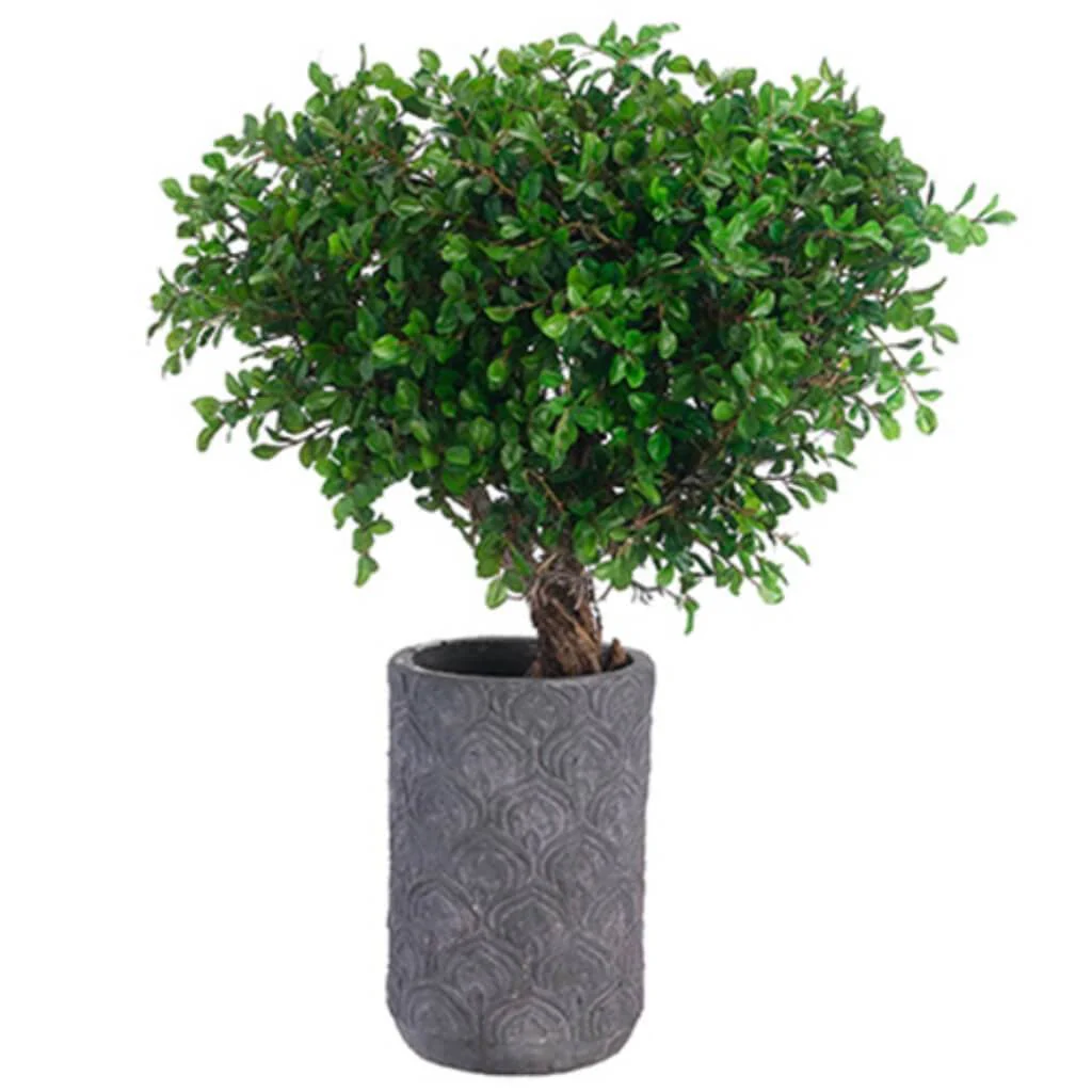 Button Leaf Tree(P) 29in H x 18in W x 21in L