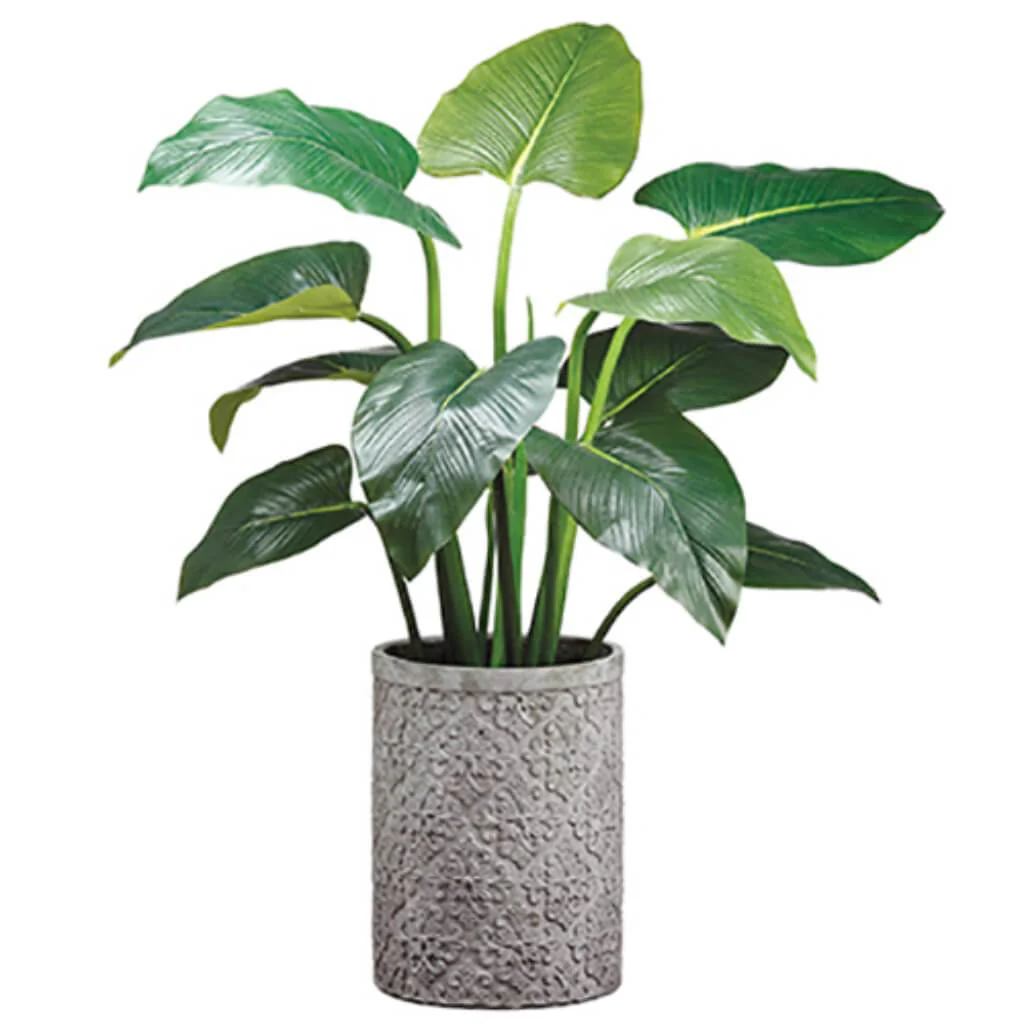 Eva Curcuma Plant (P) 48" Gr