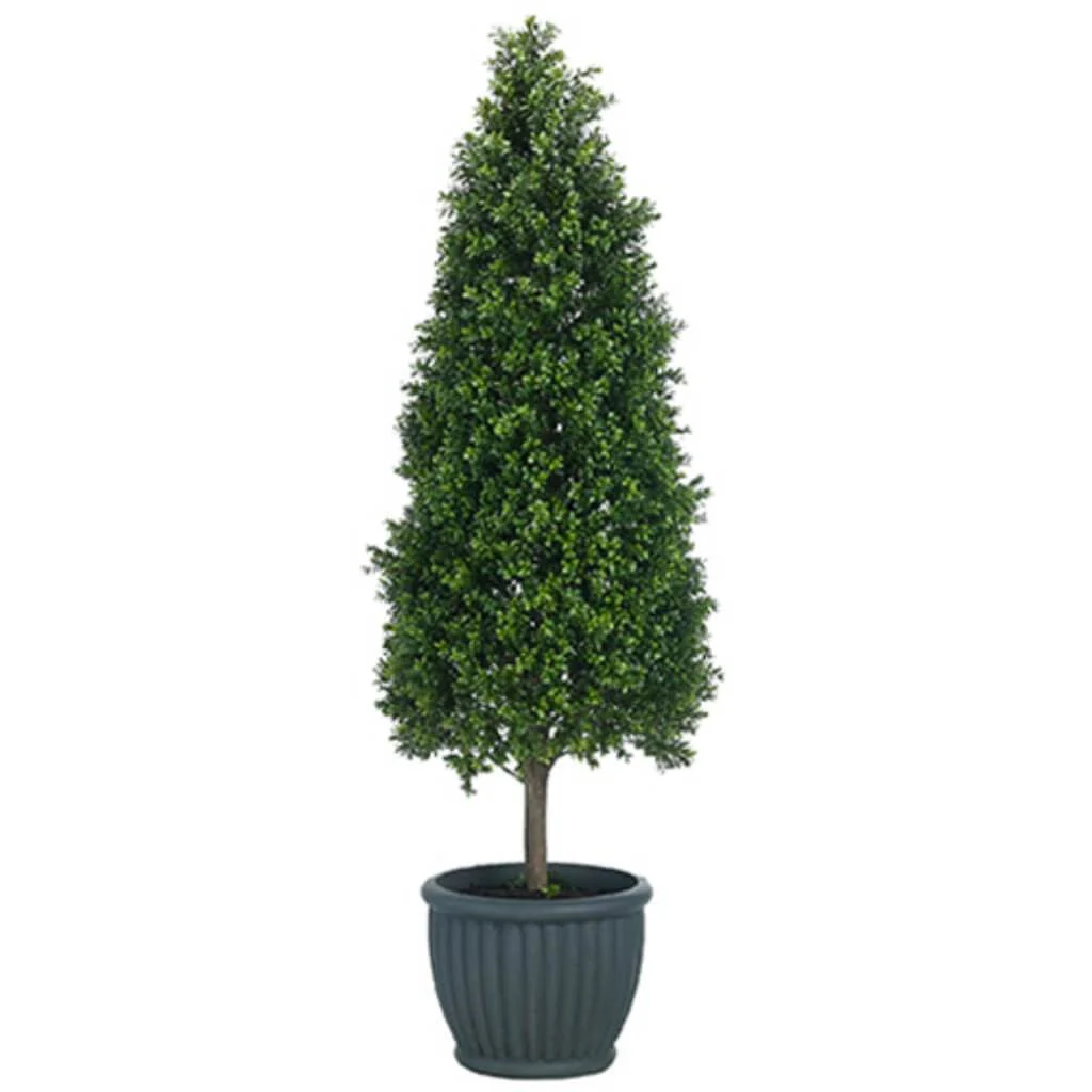 Boxwood Topi(Cement Planter 69"