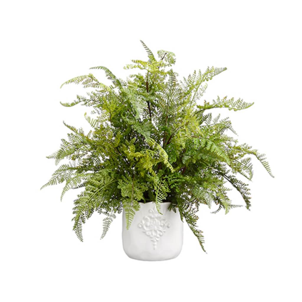 Lace Fern Bush (V) 19H20W20" L
