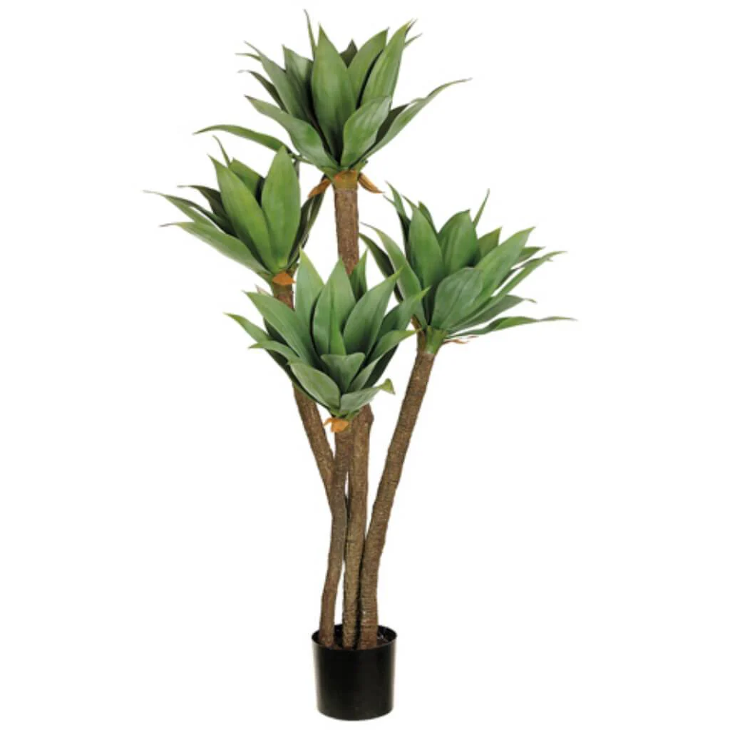 Sm Aeonium Plant X4 66L(P) 5' Gr