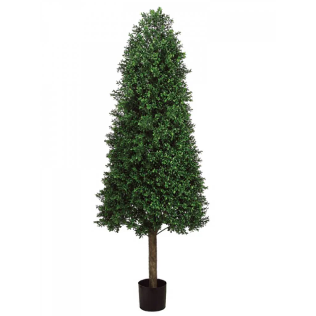 Con/Shp Boxwood Topiary(P) 5.5'