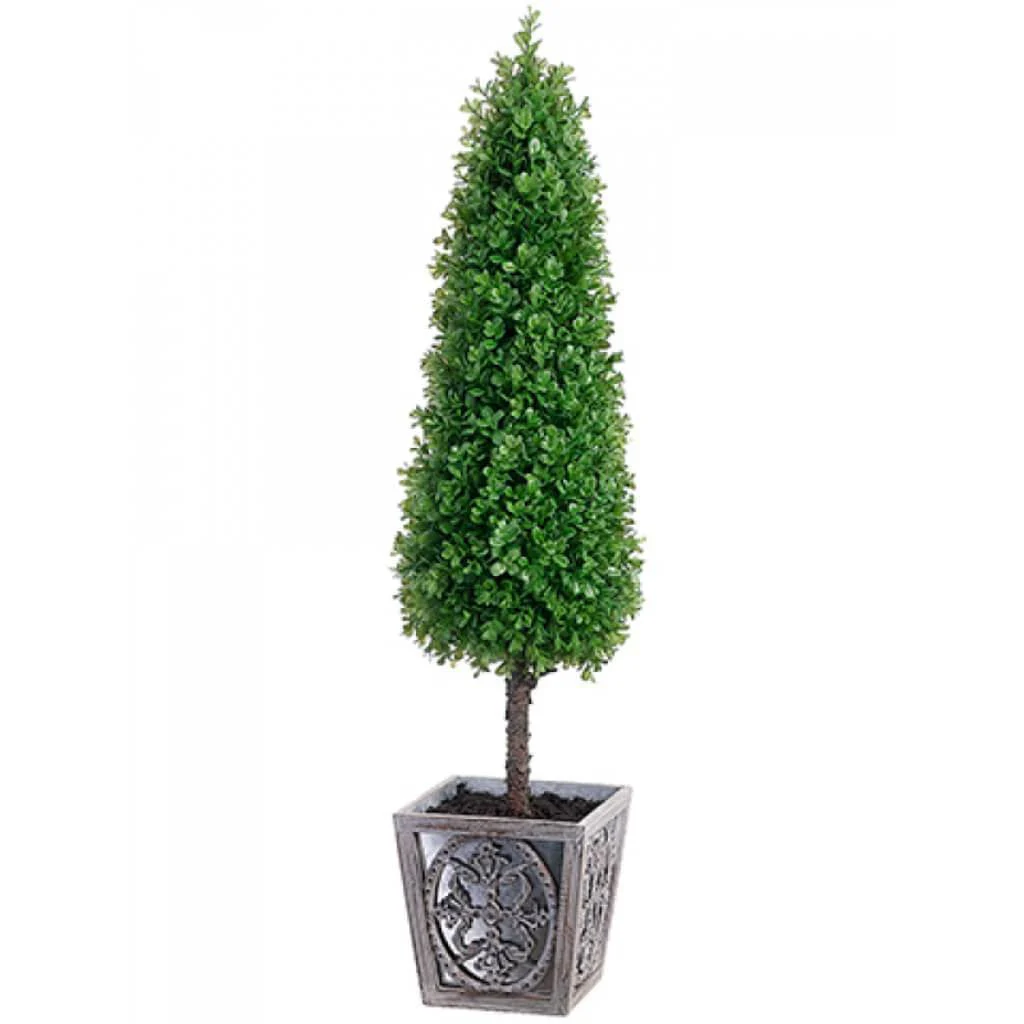 Boxwood Cone Topiary In Pot 41"