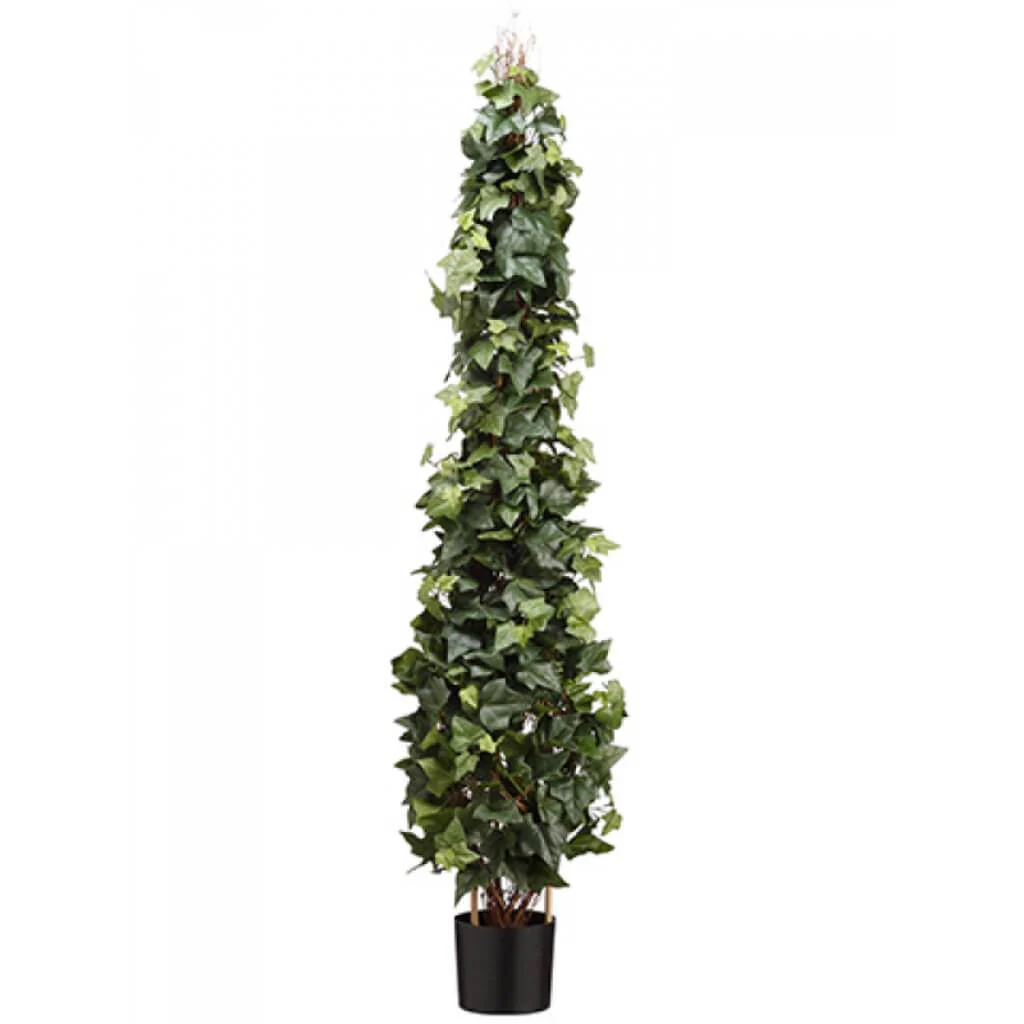 Ivy Topiary In Pot 5.5' Gr