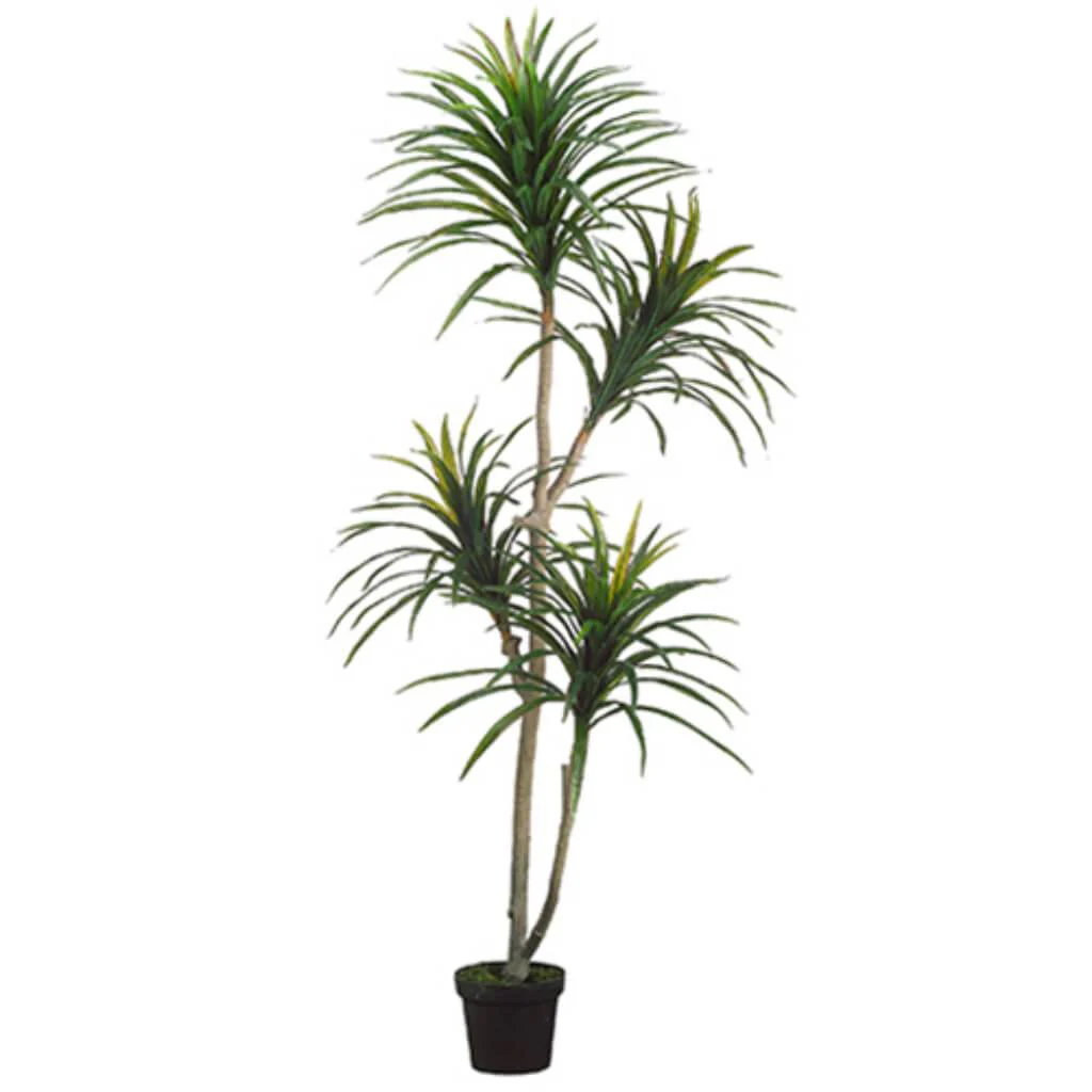 Yucca Tree x2 in Plastic Pot Green Burgundy, 6ft