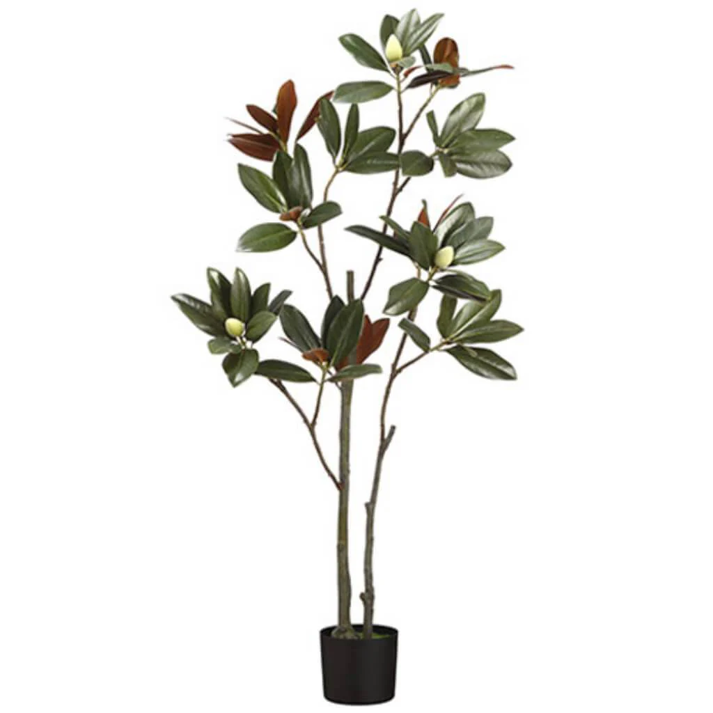 Magnolia Tree Leaf Branch x2 in Pot, 5ft