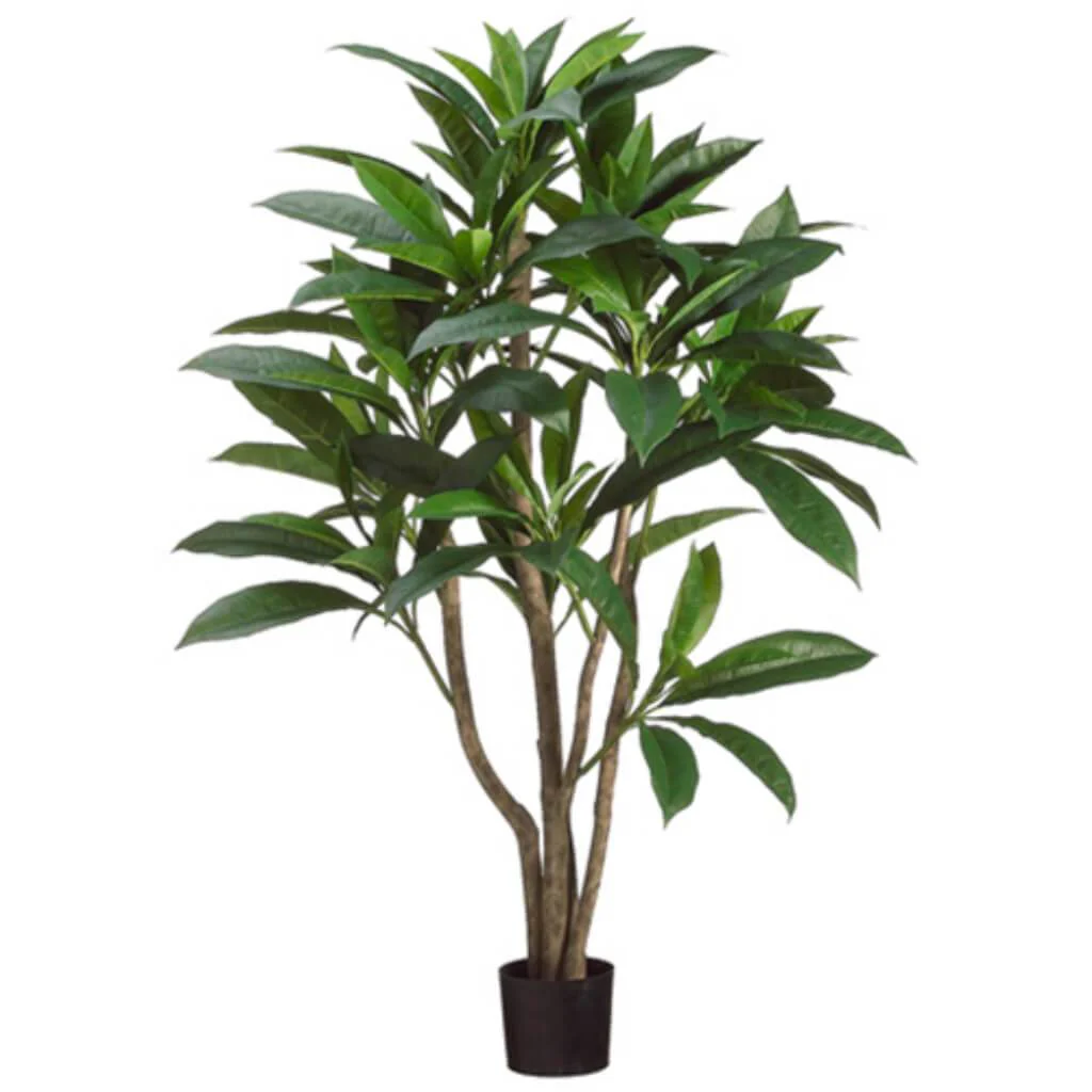 Plumeria Leaf Tree(P) Gr/Tt, 4ft