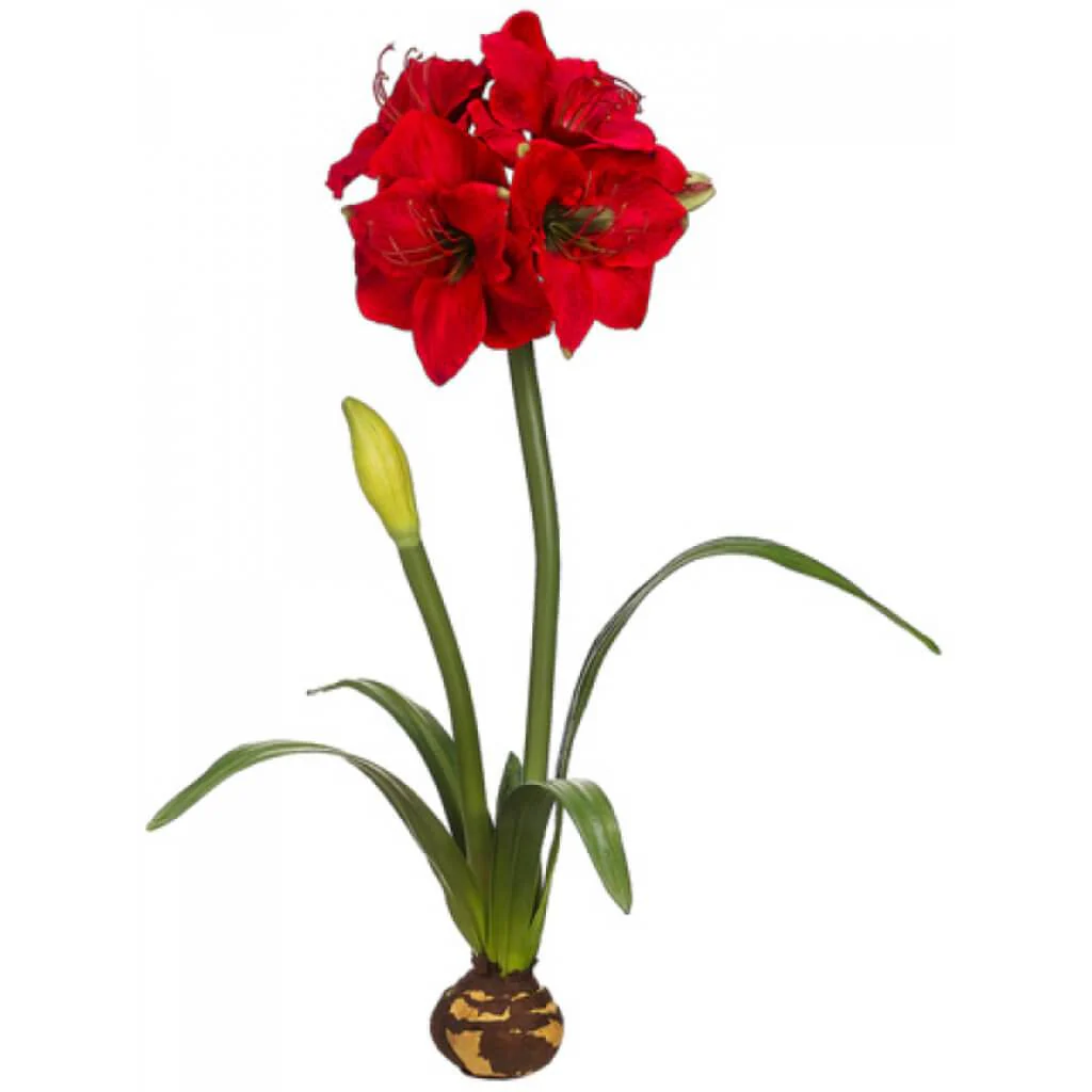 Standing Amaryllis W/Bulb 29"