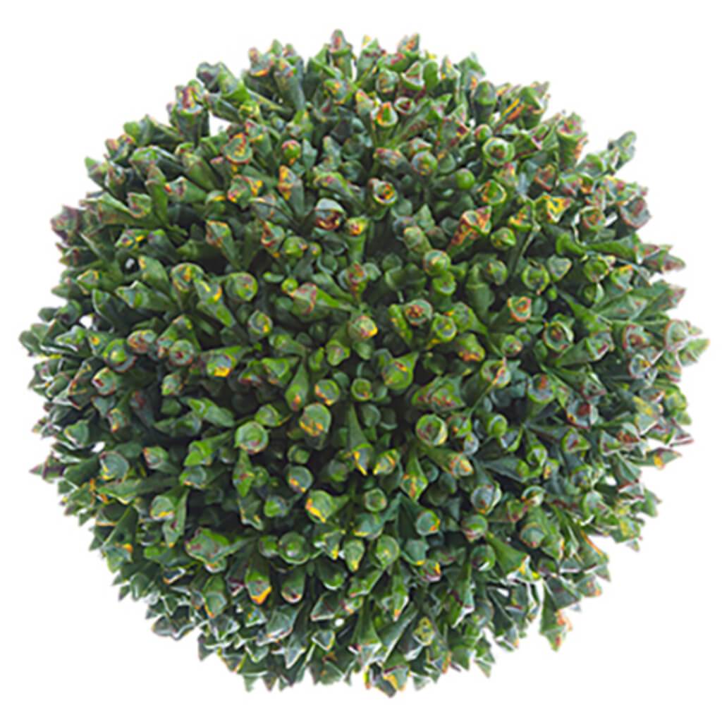 Sedum Orb 4" Gr