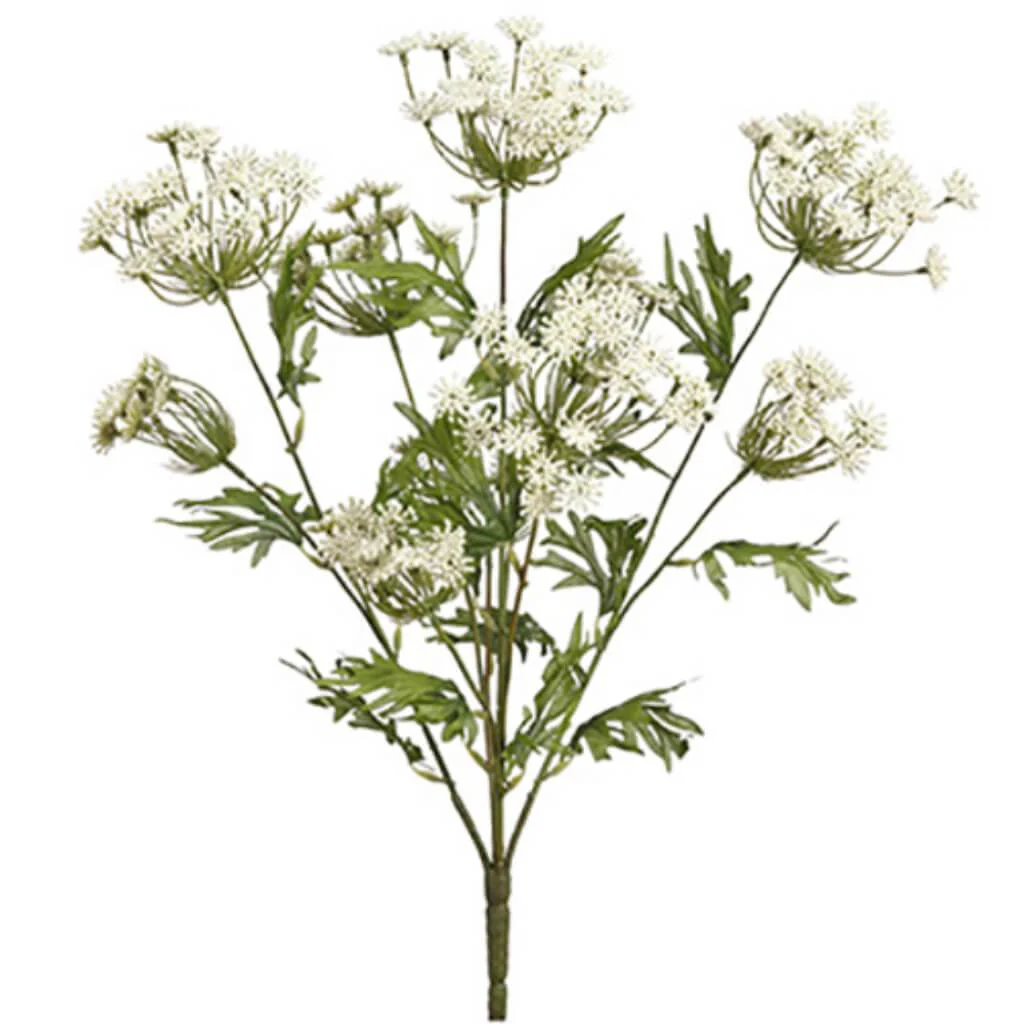 Queen Anne'S Lace Bush X5 21.5"