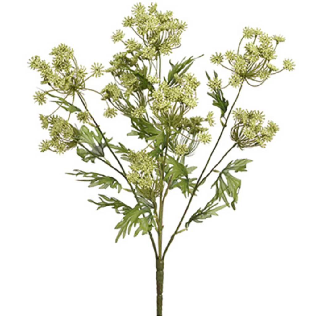 Queen Anne'S Lace Bush X5 21.5"