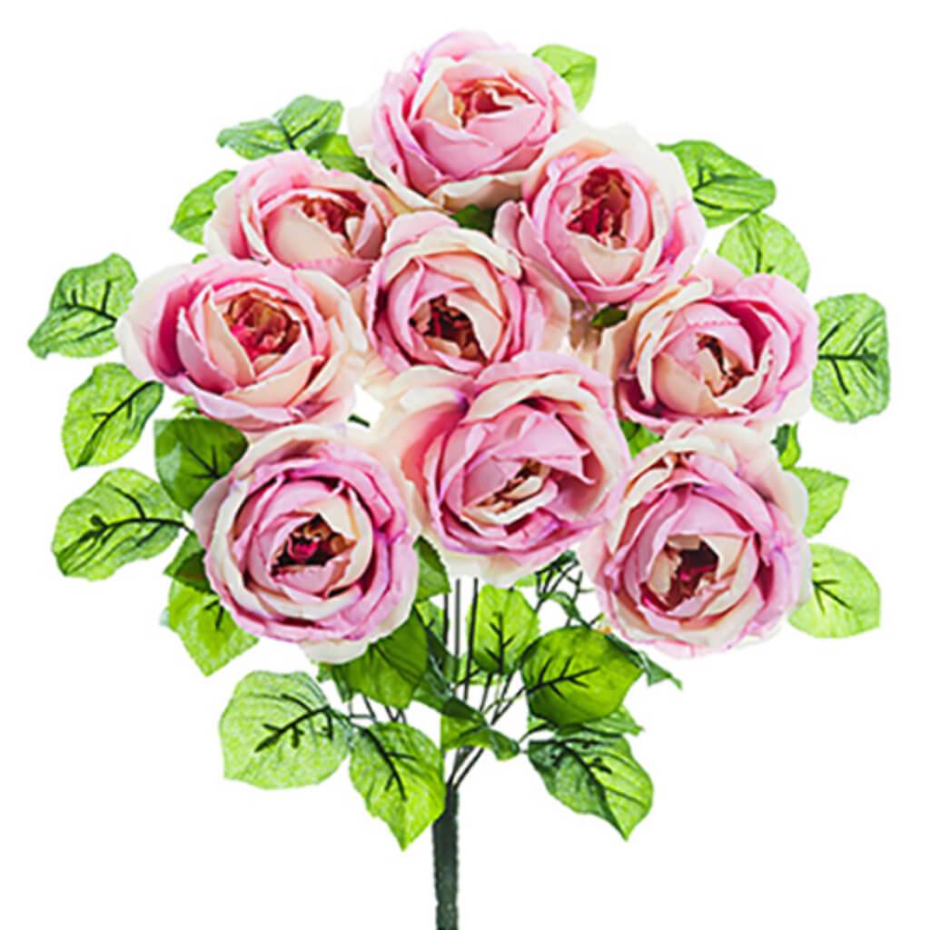 Rose Bush X9 20" Mv/Pk