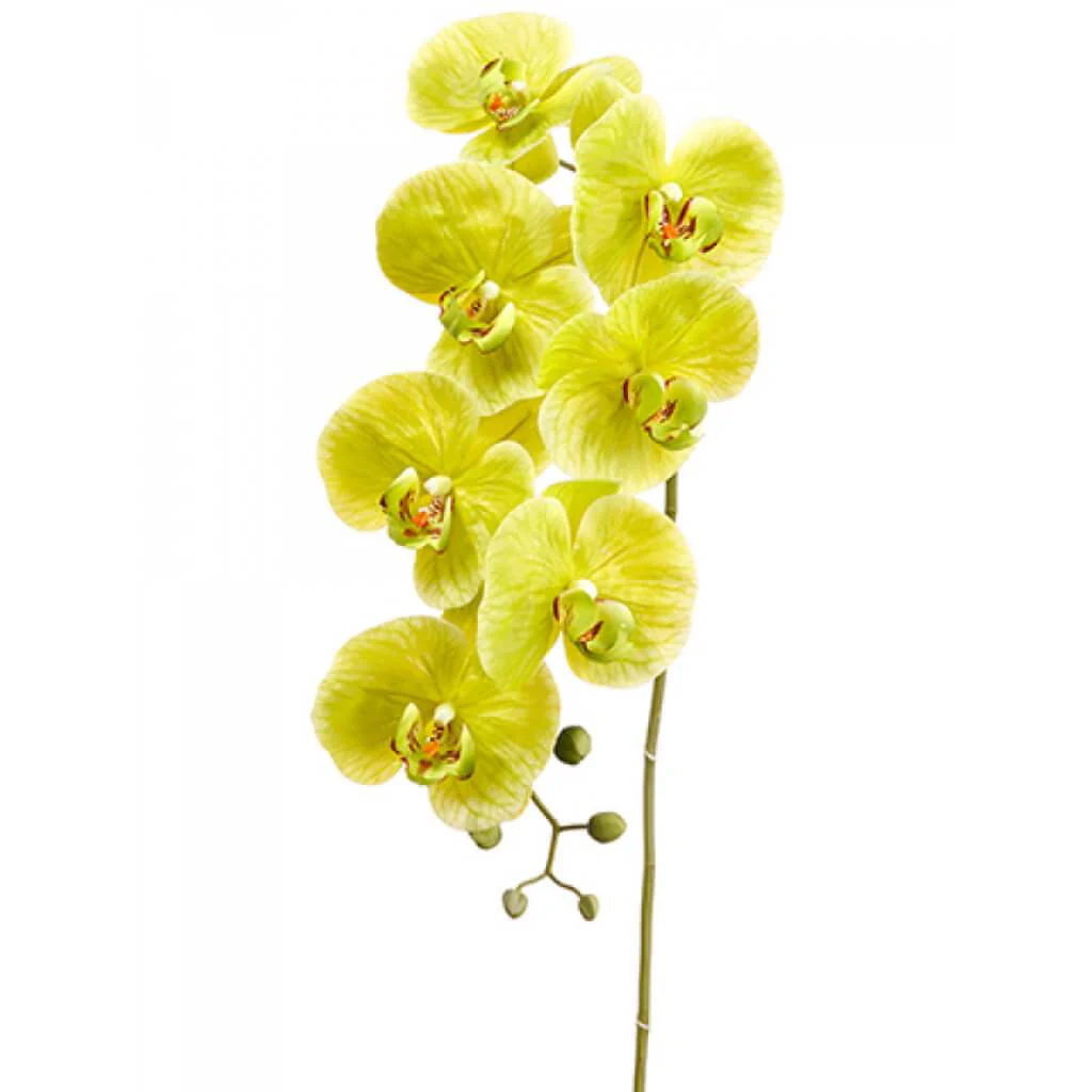 Phalaenopsis Orchid Spray 42" Green