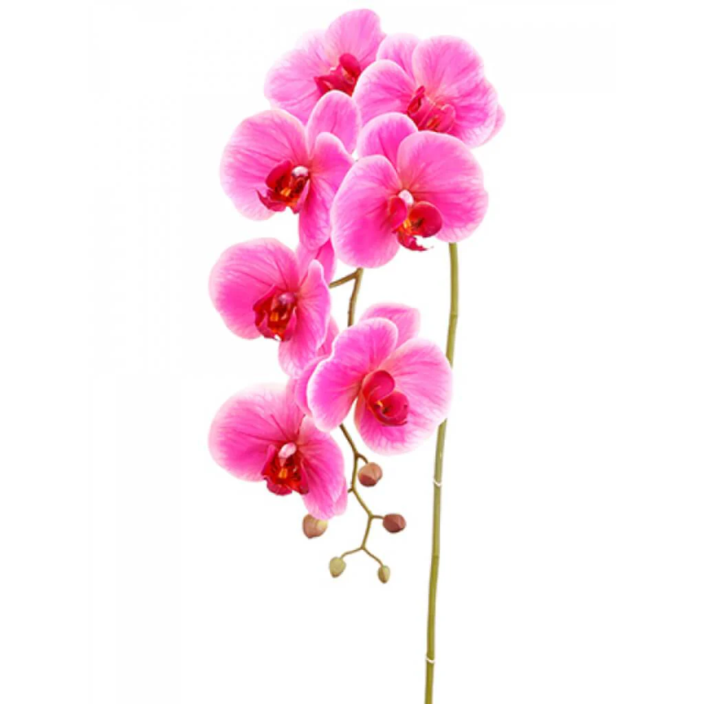 Phalaenopsis Orchid Spray 42" Orchid