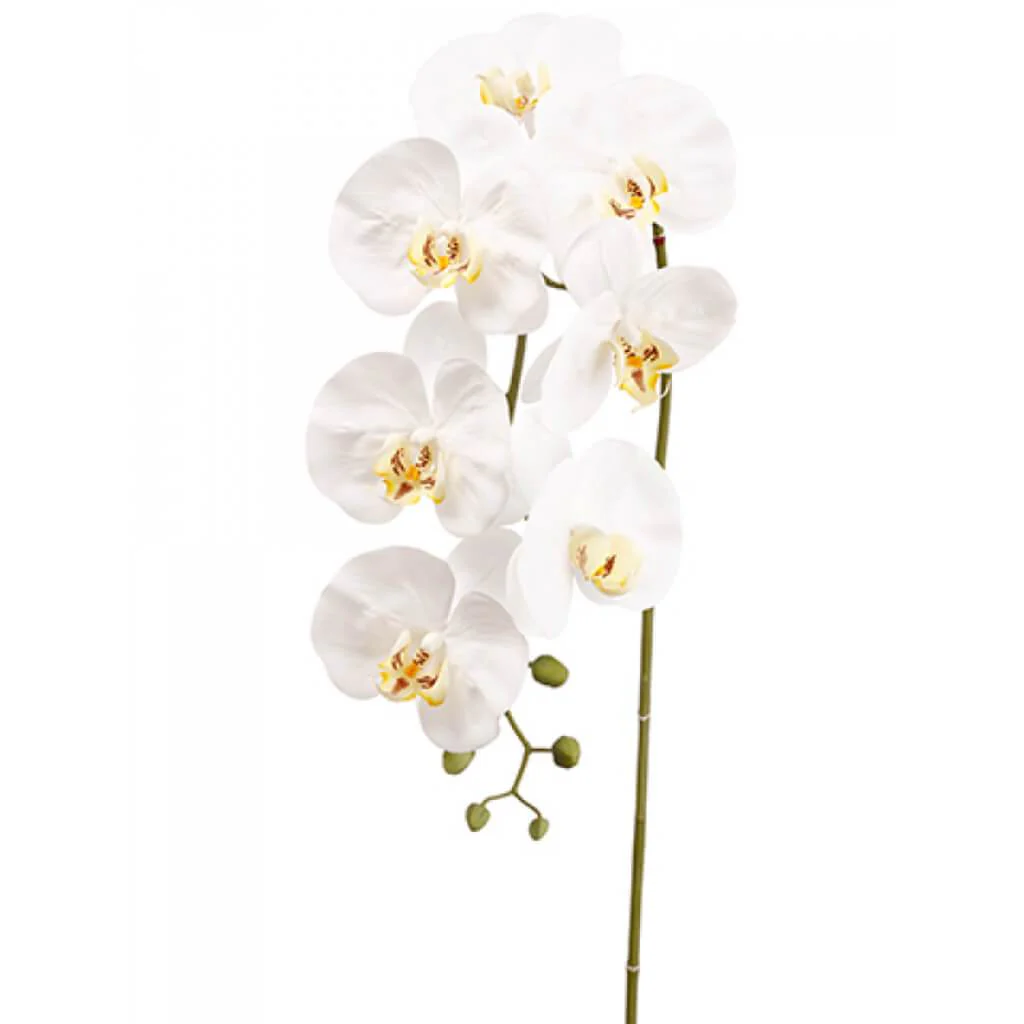 Phalaenopsis Orchid Spray 42" White