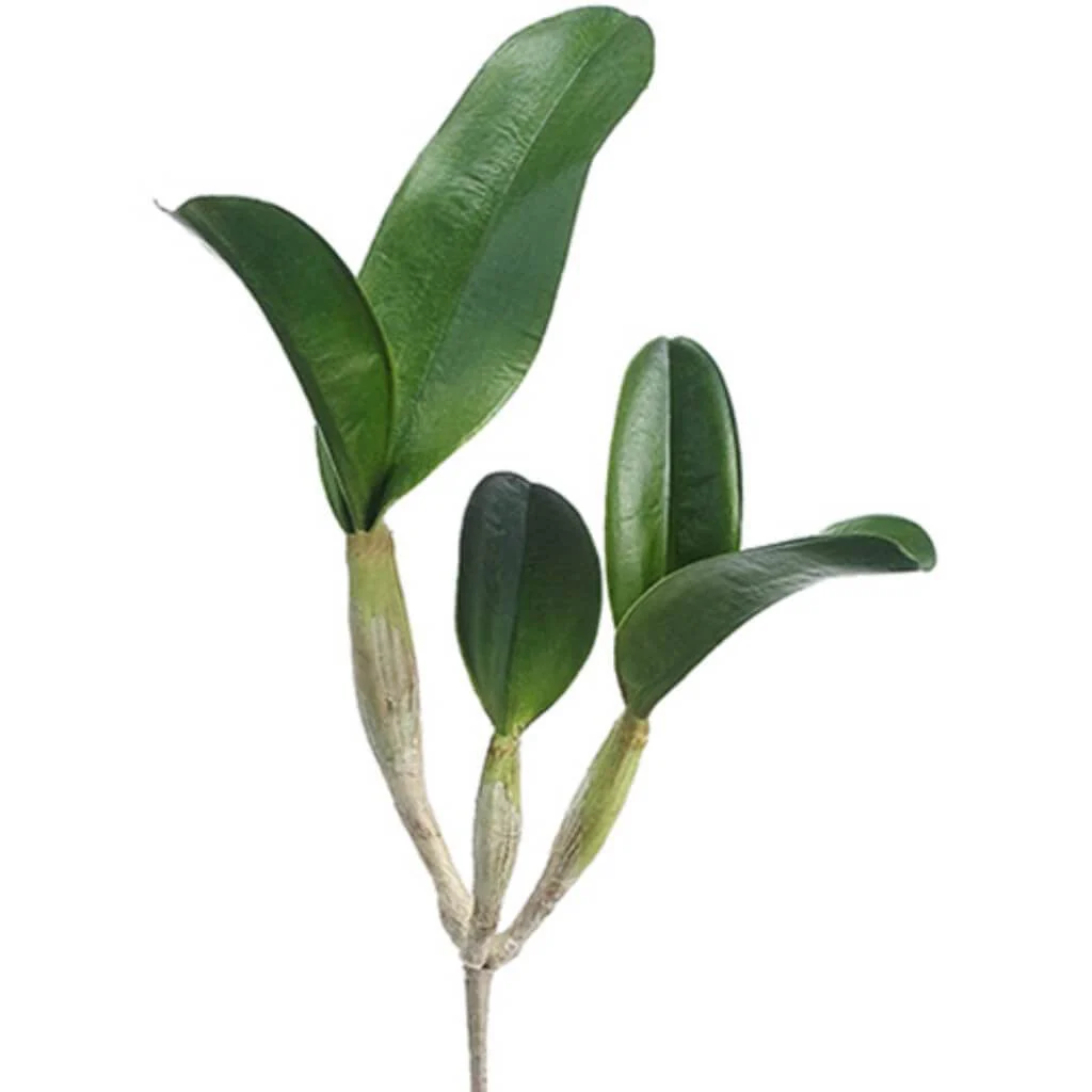Cattleya Leaf Plant W/5L 15" Gr