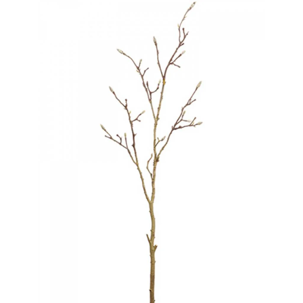 Magnolia Bud Branch 65" Br