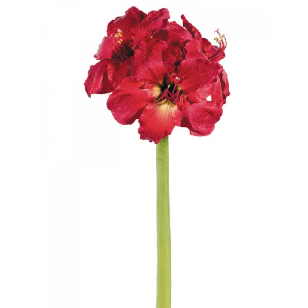 Amaryllis Spray X3 29" Red