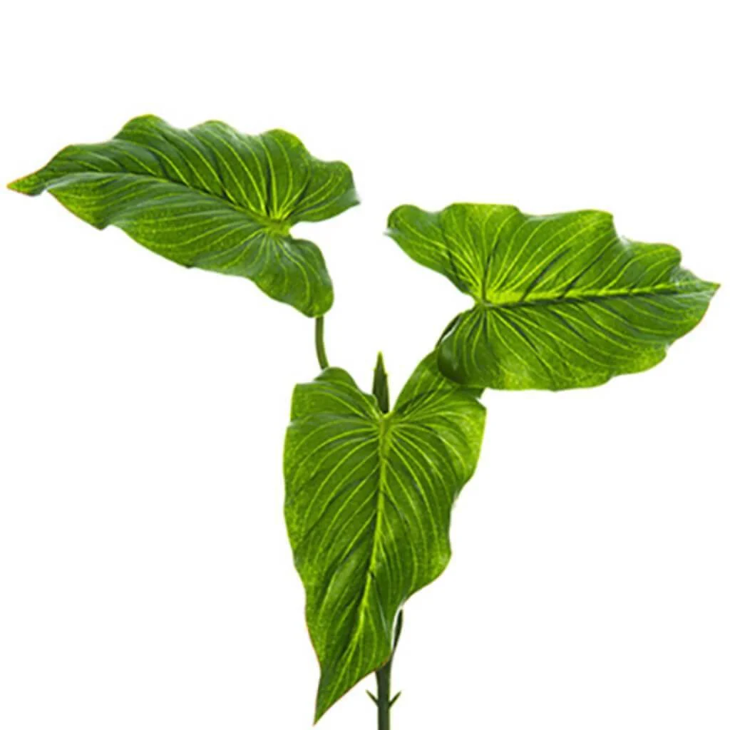 Calla Lily Leaf Bush 9" Gr