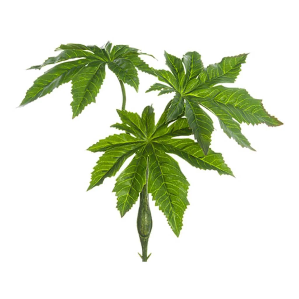 Aralia Leaf Bush 9" Gr