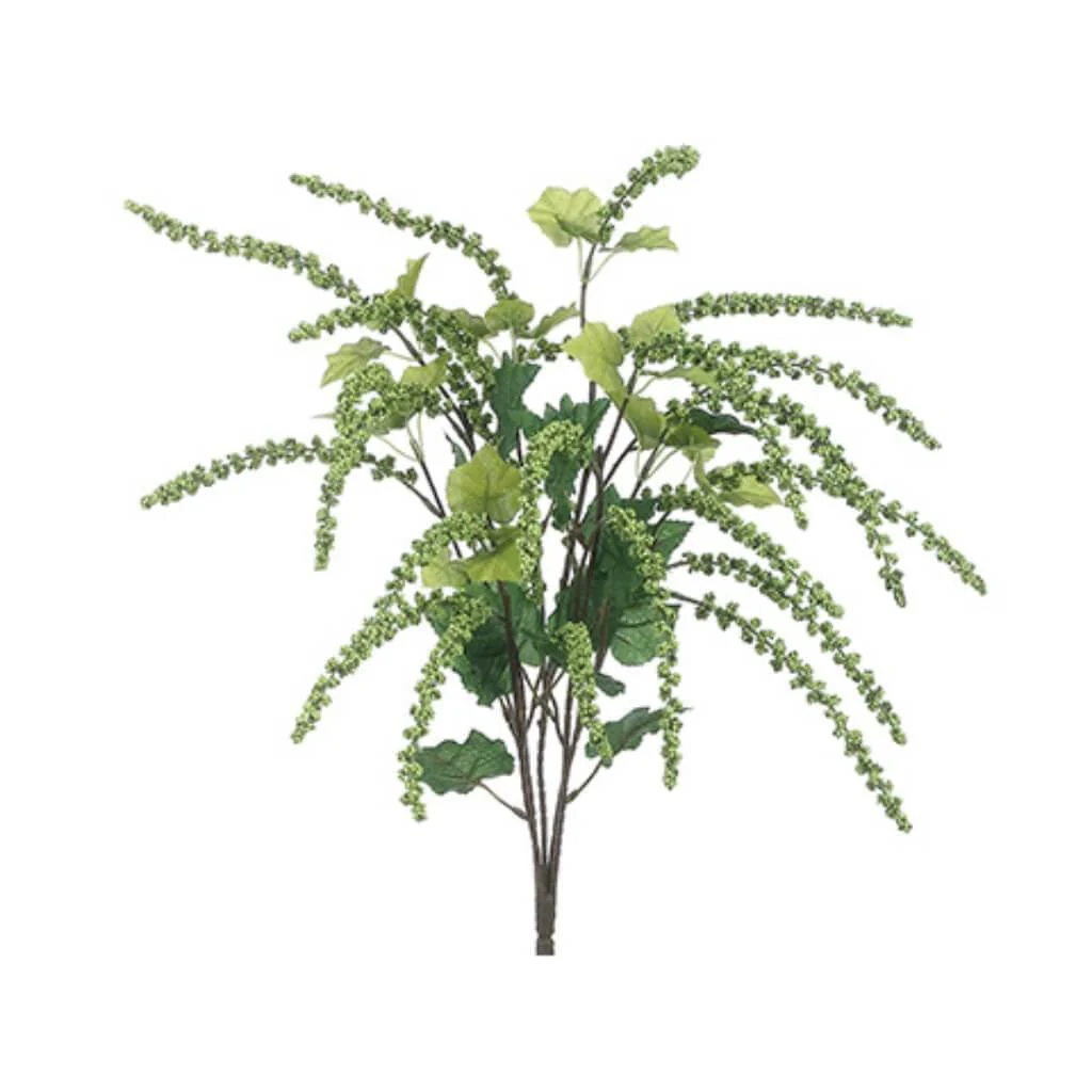 Amaranthus Bush X5 26" Gr