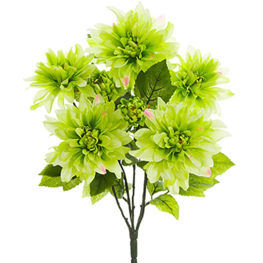 Dahlia Bush X7 22" Gr