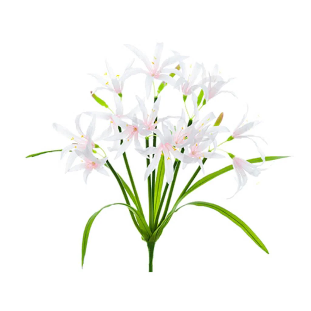 Nerine Lily Bush 13" Pk/So