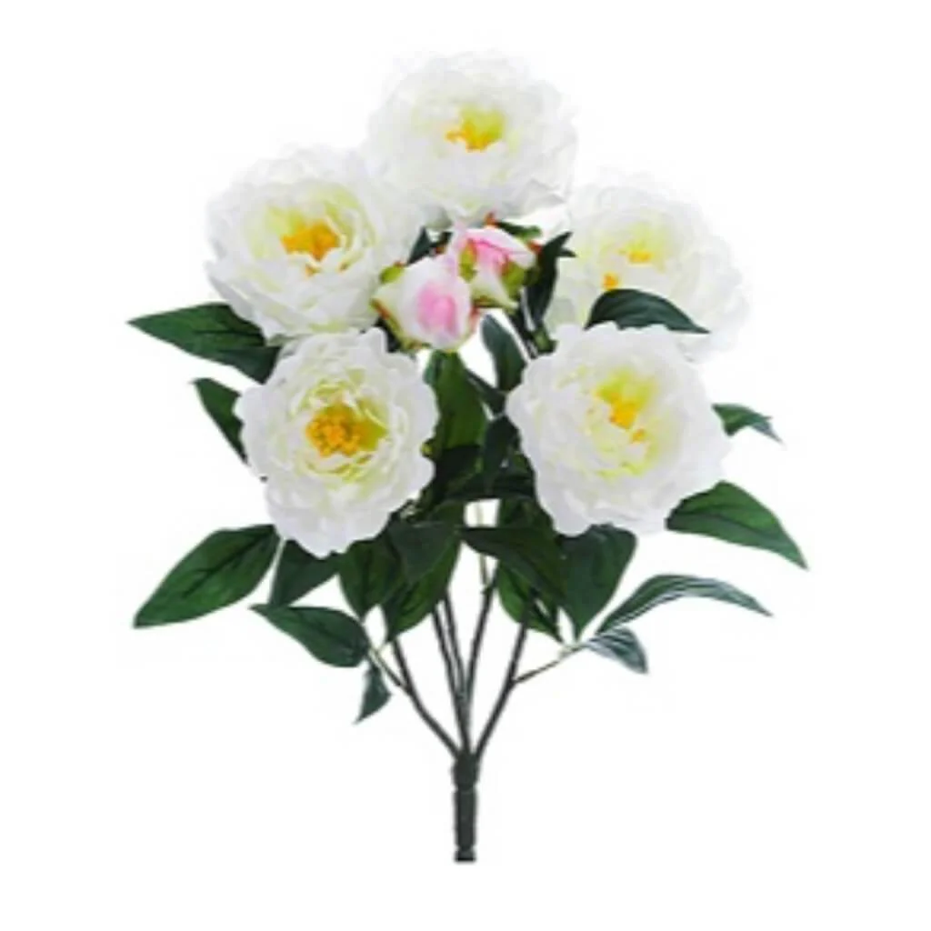 Peony Bush X5 22" Cr