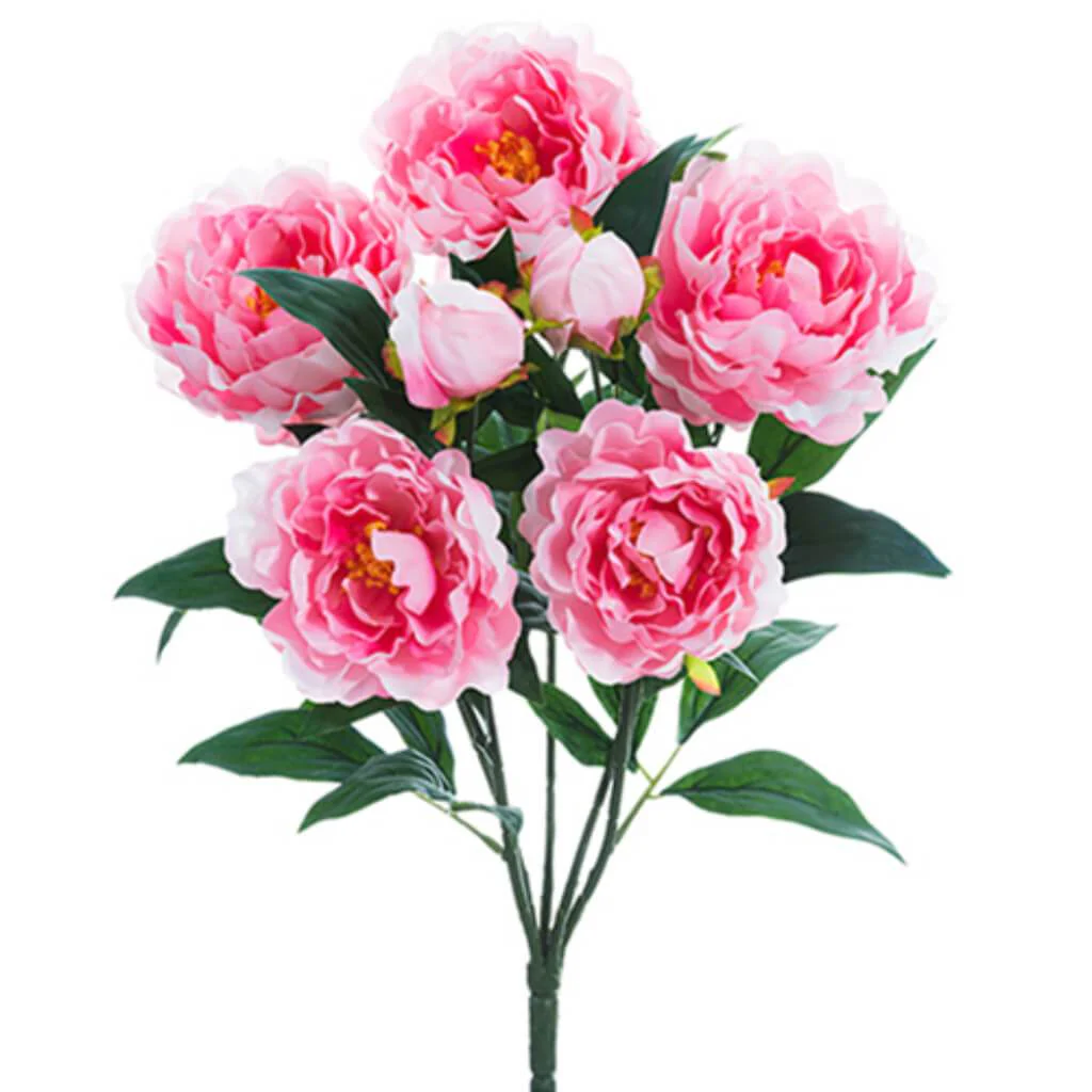 Peony Bush X5 22" Pk