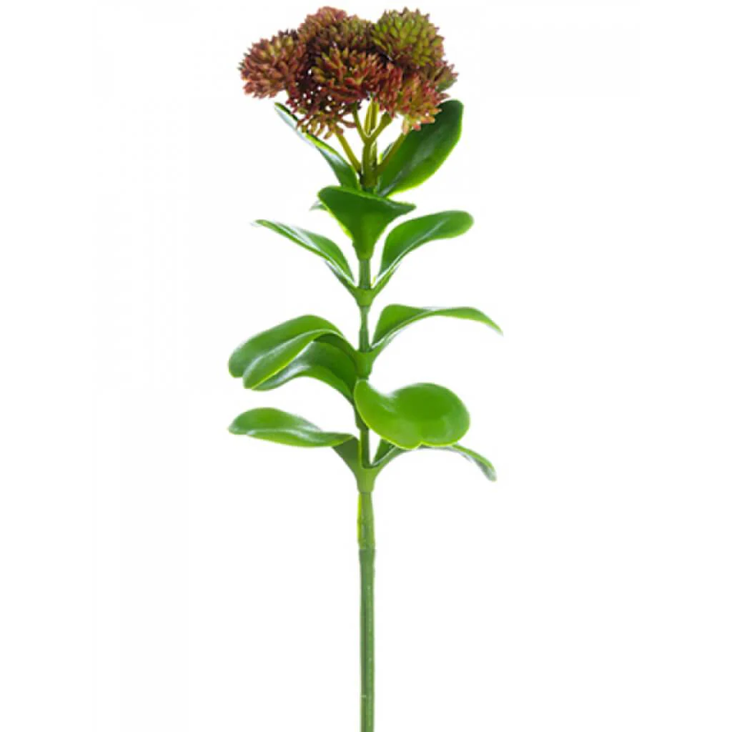Sedum Pick 11" Bu/Gr
