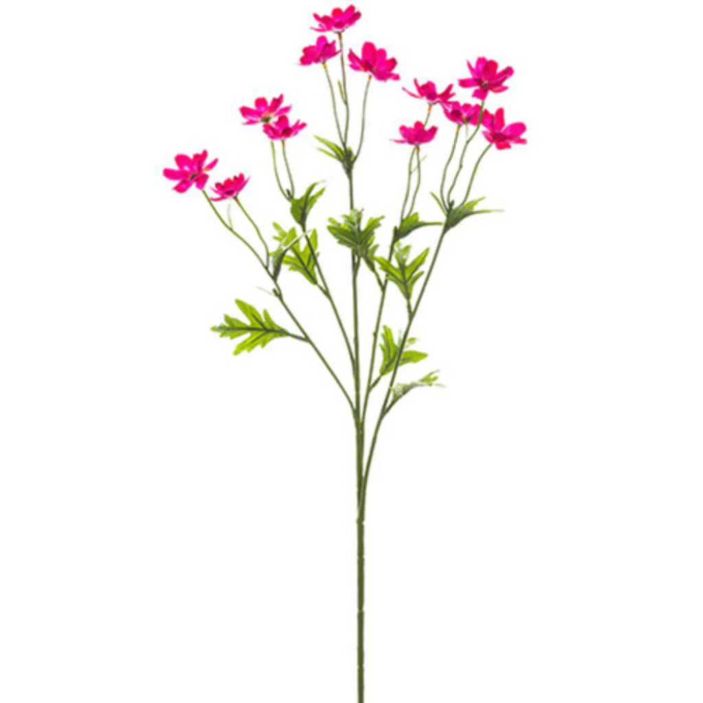 Mini Cosmos Spray X5 27" Beauty