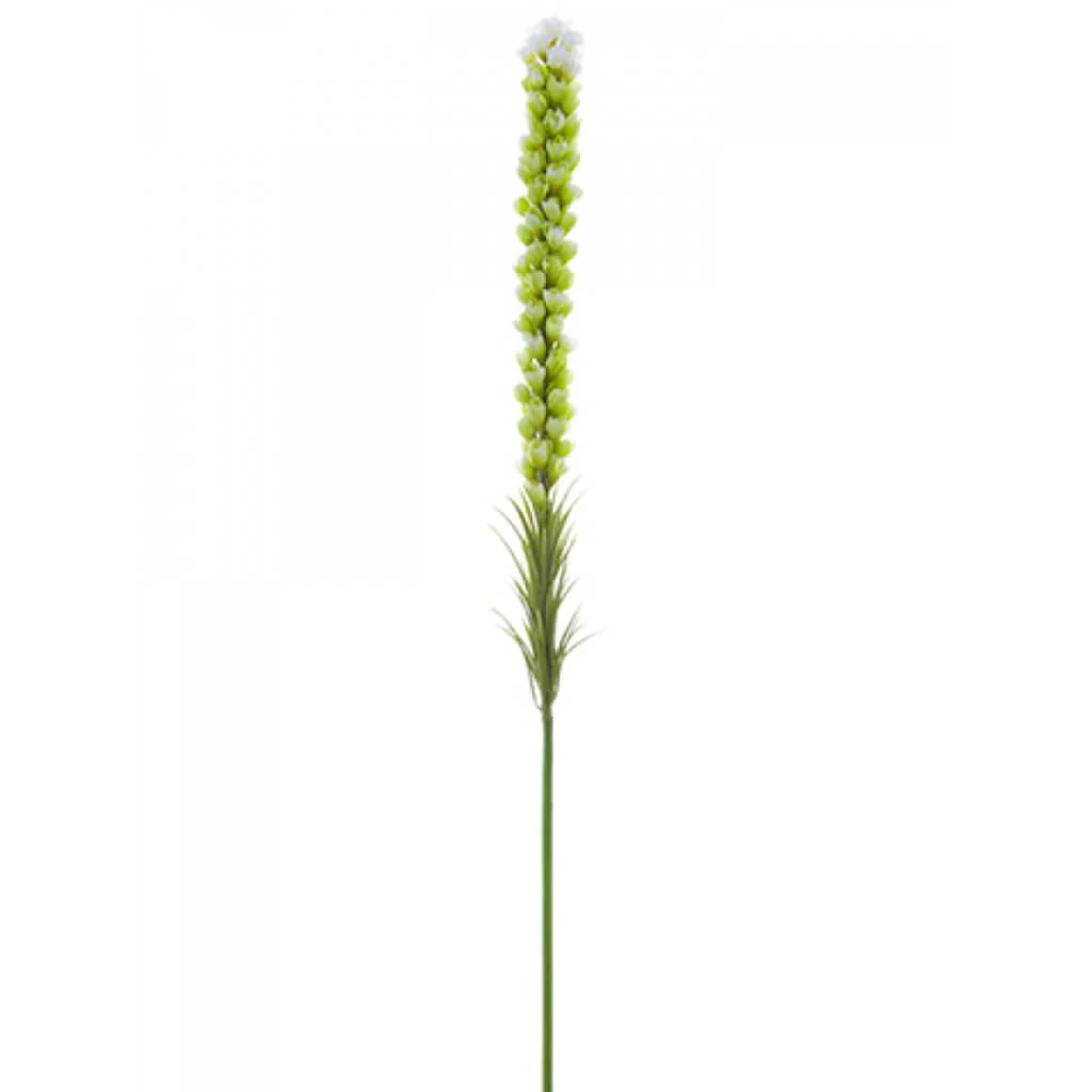 Liatris Spray 35" Cream Green