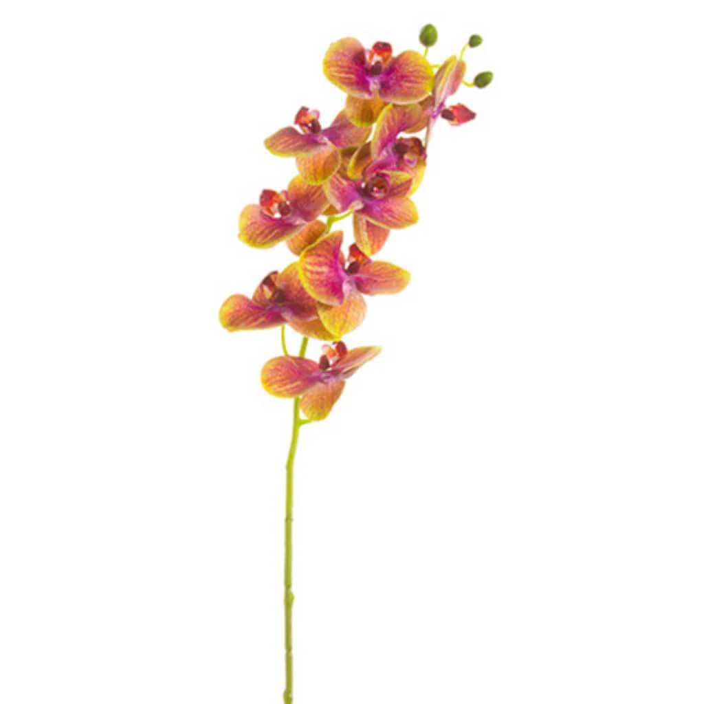 Phalaeopsis Orchid Spray 30" Rubrum Green