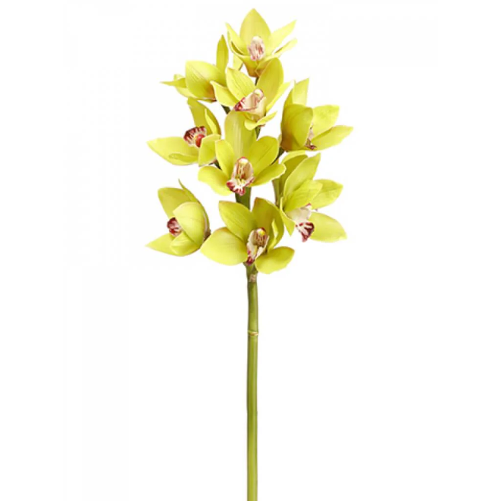 Cymbidium Orchid Spray 23" Green
