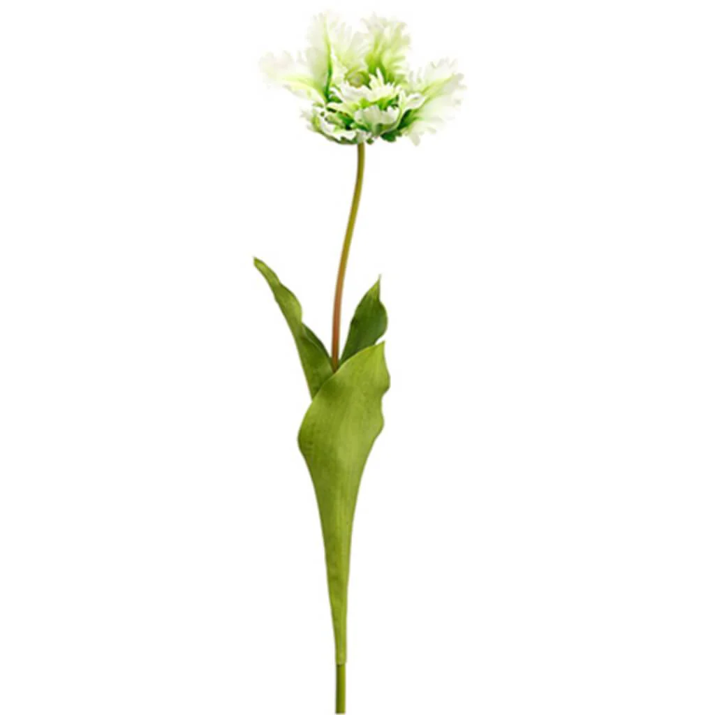 Open Parrot Tulip Spray 27" White Green
