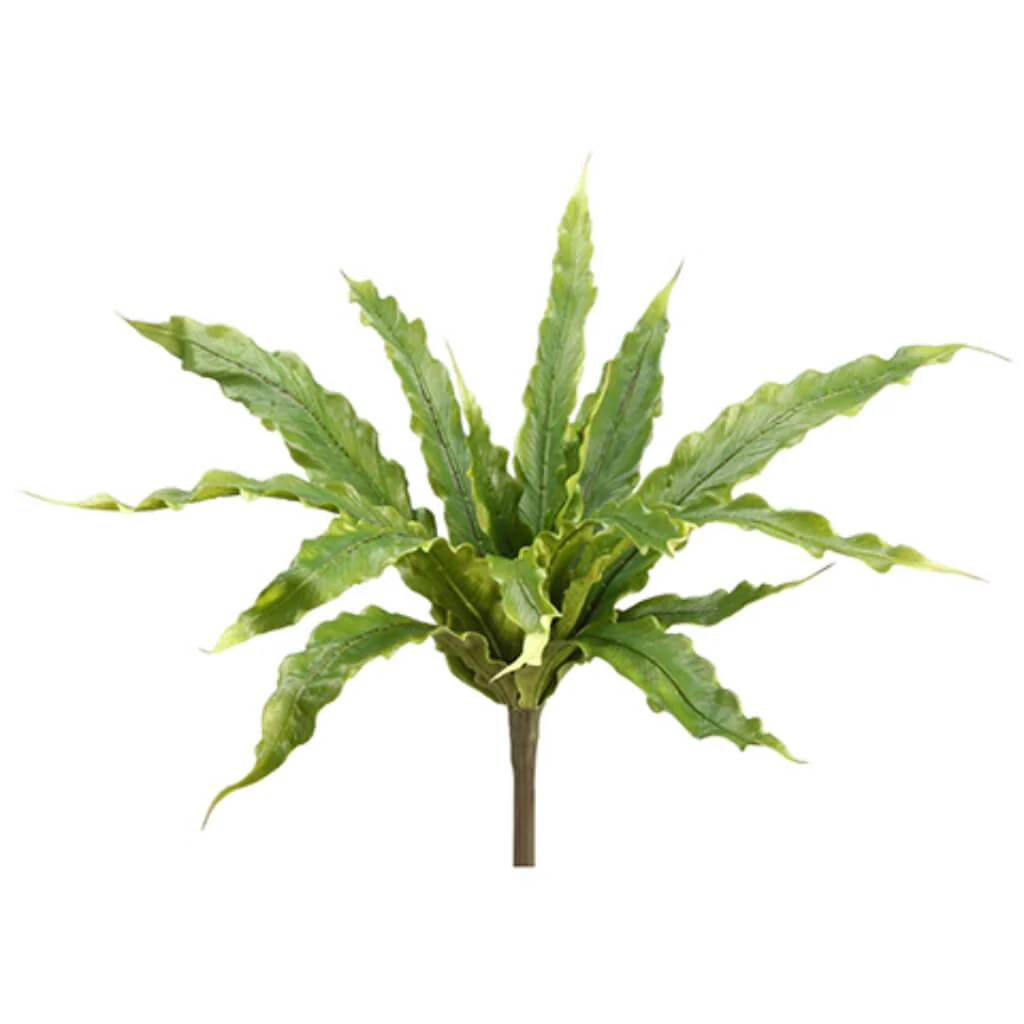 S/P Aslenium Fern Bush 15L 10"