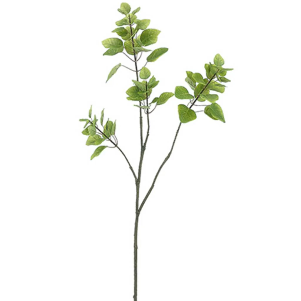 Cotinus Spray X2 W/72L 48" Green
