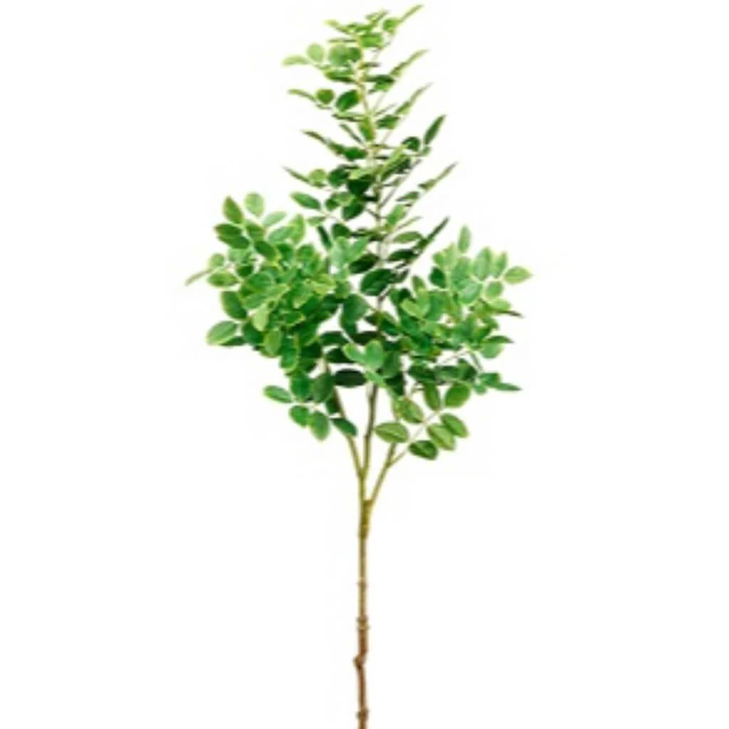 Locust Tree Branch 31" Gr